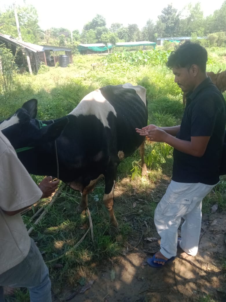 LSD Vaccination on Kohalpur & Nepalgunj