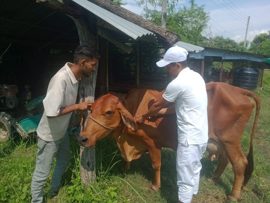 LSD Vaccination on Kohalpur & Nepalgunj
