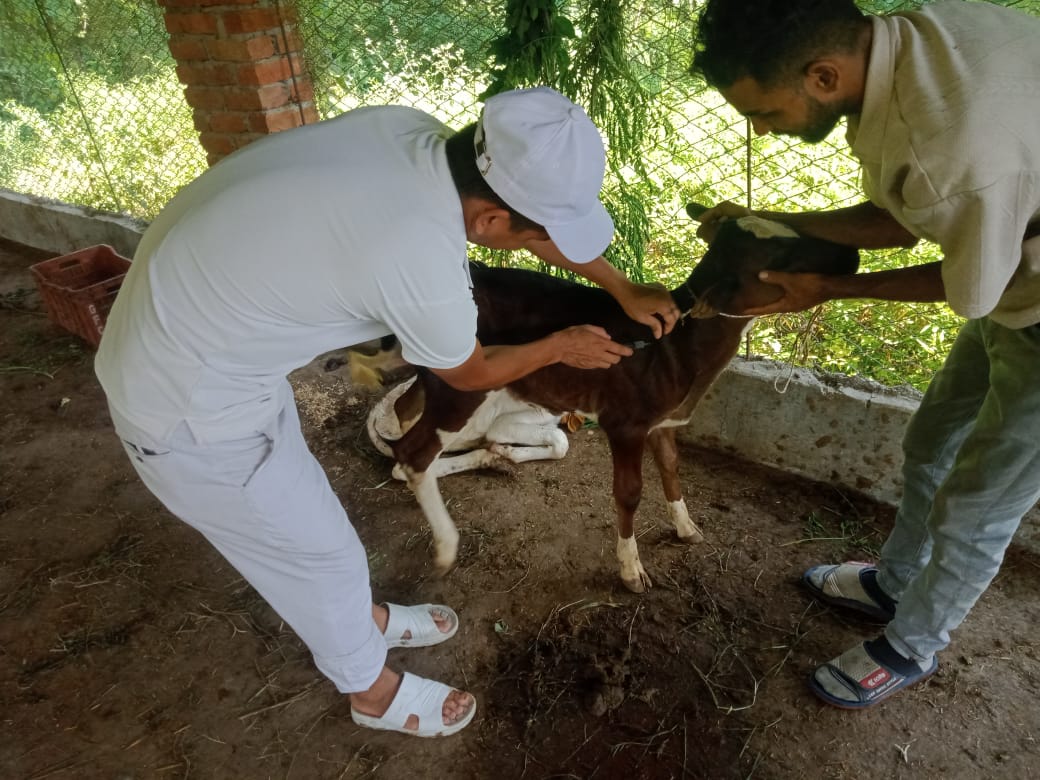 LSD Vaccination on Kohalpur & Nepalgunj